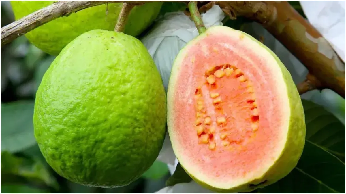 Festival da Goiaba em Rio Acima: Grátis até domingo com shows